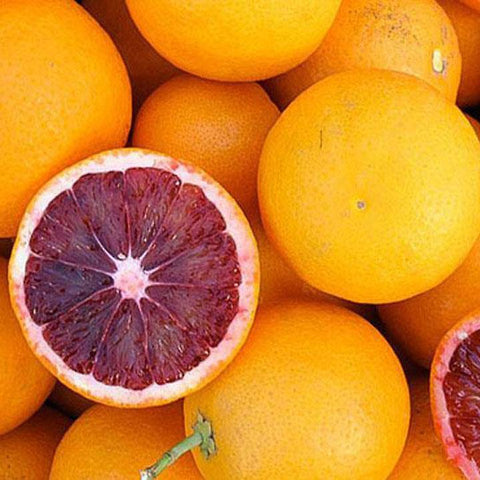 ARANCIO SANGUINELLA 500 MEC3 ΠΑΓΩΤΟ, ΓΕΥΣΗ, ΠΑΣΤΑ, ΣΟΡΜΠΕ MEC3
