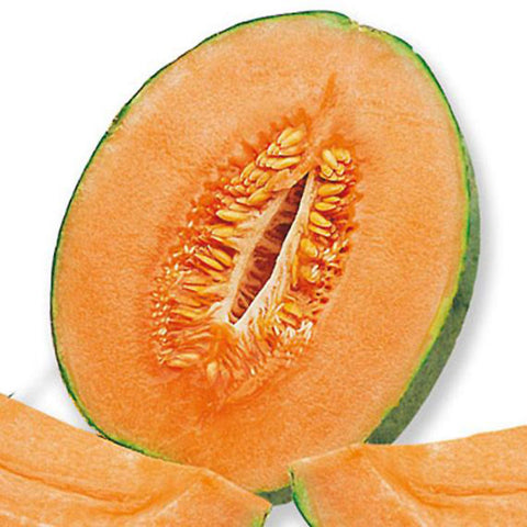 MELONE 500 MEC3 ΠΑΓΩΤΟ, ΓΕΥΣΗ, ΠΑΣΤΑ, ΣΟΡΜΠΕ MEC3